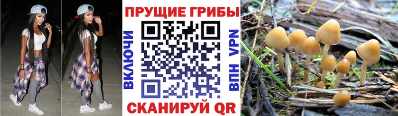 Псилоцибиновые грибы MAGIC MUSHROOMS  купить закладку  Асино 